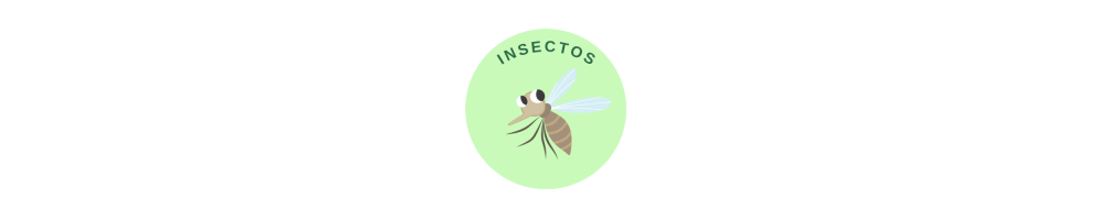 INSECTOS